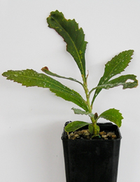 Gippsland Waratah six months seedling image.