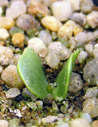 Gippsland Waratah germination seedling image.