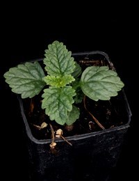 Forest Germander two month seedling image.