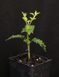 Forest Germander four months seedling image.