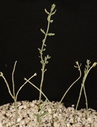 Grey germander two month seedling image.