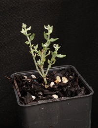 Grey germander four months seedling image.