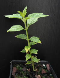 Forest Germander six months seedling image.