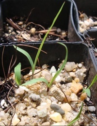 Kangaroo Grass two month seedling image.