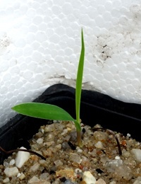 Kangaroo Grass germination seedling image.