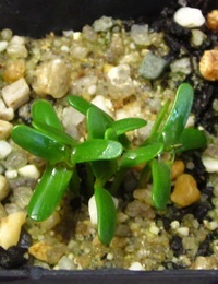 Golden Spray, Native Broom germination seedling image.