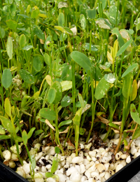 Golden Spray, Native Broom two month seedling image.