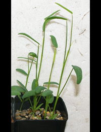 Golden Spray, Native Broom four months seedling image.