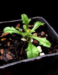 Fuzzweed two month seedling image.