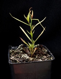 Tufted Bluebell two month seedling image.