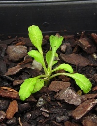 Sprawling Bluebell, Australian Bluebell two month seedling image.