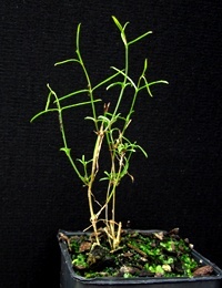 Bronze Bluebell six months seedling image.