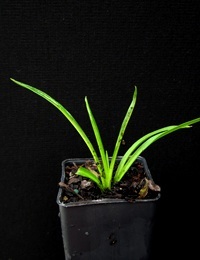 Sticky Everlasting or Paper Daisy two month seedling image.