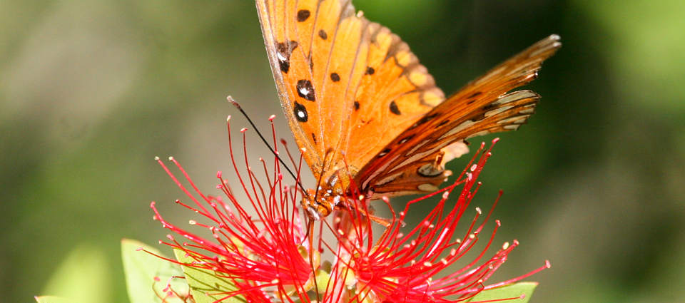 Butterfly on bottlebrush.