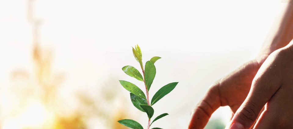 Manly hands planting tree.